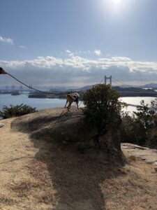 瀬戸大橋が見える展望台までお散歩